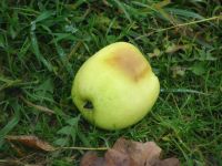 Obuolys ant žolės